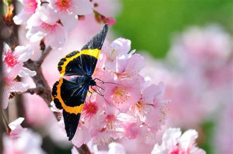 紅鸞寡宿化解|紫微斗數如何看桃花？談紅鸞與孤辰、寡宿